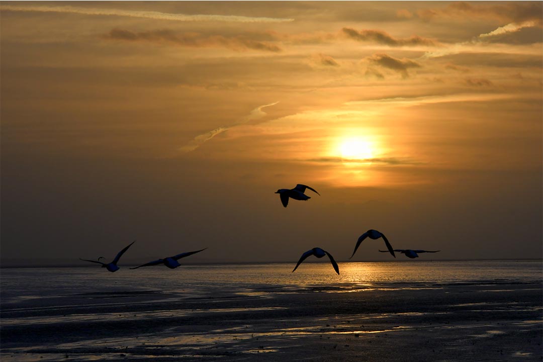 Vogels op de Noordsvaarder